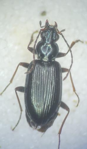 Bembidion coeruleum